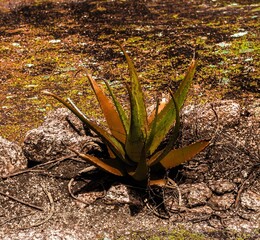 Aloe Vera and the stone 