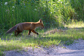 Young red fox in the forest on a summer day Vulpes vulpes