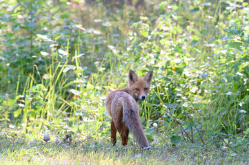 Young red fox in the forest on a summer day Vulpes vulpes