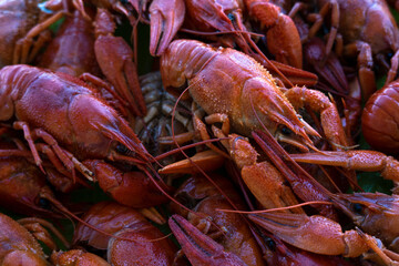 Lots of red boiled crayfish close-up. Selective focus.