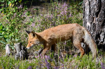 Young red fox in the forest on a summer day Vulpes vulpes