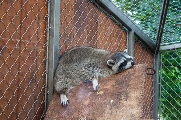 Raccoon in belgrade zoo, Serbia © Prusac