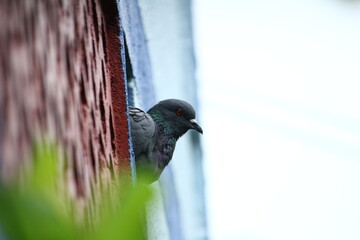 A single pigeon sits on an hole on the wall in the house with a green background on the outdoor. A pigeon perched on the wall or house