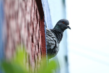 A single pigeon sits on an hole on the wall in the house with a green background on the outdoor. A pigeon perched on the wall or house
