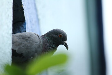 A single pigeon sits on an hole on the wall in the house with a green background on the outdoor. A pigeon perched on the wall or house