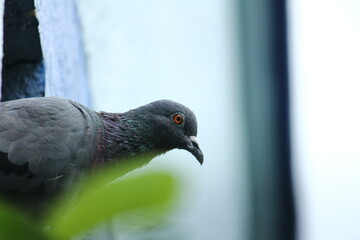A single pigeon sits on an hole on the wall in the house with a green background on the outdoor. A pigeon perched on the wall or house