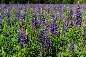 Beautiful field of blooming purple lupines on sunny day.