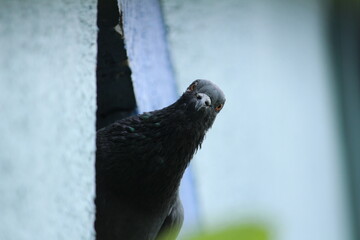A single pigeon sits on an hole on the wall in the house with a green background on the outdoor. A...