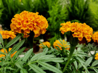 splendid orange tagetes and greenery