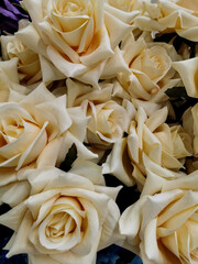 pale roses of silky fabric