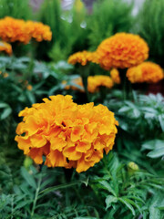 splendid orange tagetes and greenery