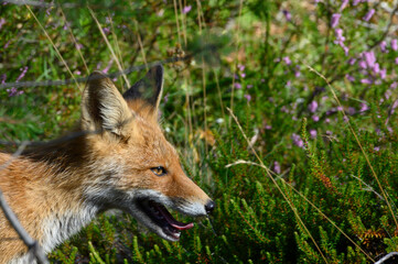 Naklejka na ściany i meble Young red fox in the forest on a summer day Vulpes vulpes