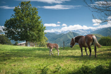 horses in the mountains meadow