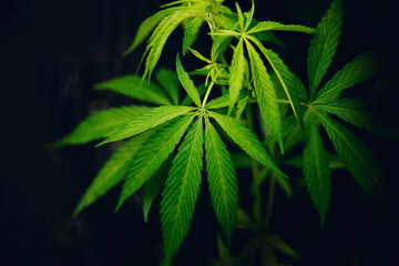 Leaf green marijuana hemp cannabis on blurred dark background