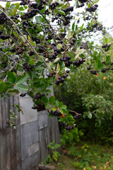 Fototapeta na wymiar Aronia branches with ripe black berries near the old wooden barn in the garden on a summer day.