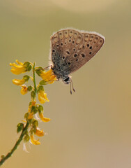 the common  butterfly Polyommatus icarus sits on field flower on a summer day in a garden