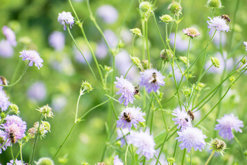 field of blooming blue, purple flowers with bees on flower. Natural botanical flora scene with insects. Springtime garden in the netherlands. Nature rural detail 