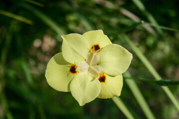 flower yellow little beautiful nature