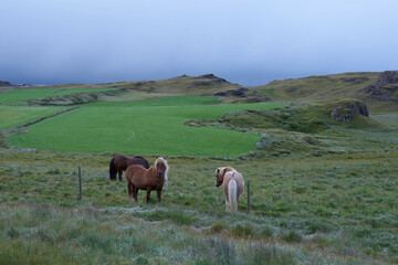 Summer in Iceland. Charming horses on free ranging on the beach