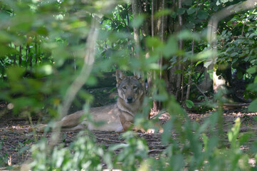 Grey Wolf in theWoods (Canis lupus)