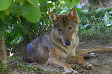 Grey Wolf in theWoods (Canis lupus)