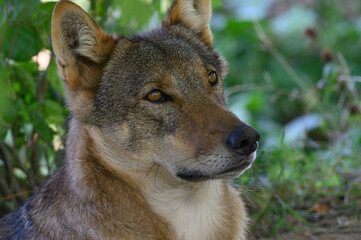 Grey Wolf in theWoods (Canis lupus)