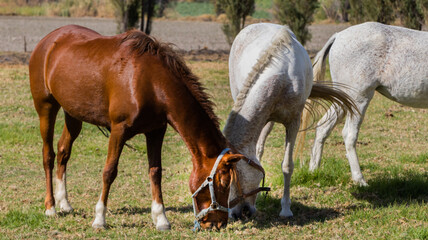 Obraz premium two horses grazing