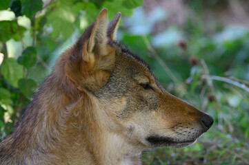 Grey Wolf in theWoods (Canis lupus)