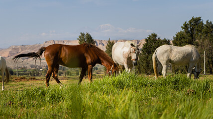 Obraz premium horses in the meadow