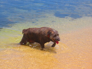Un petit chien brun sort de l'eau