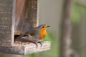 Robin sits at the Bird feeder looking for food