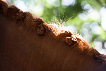 Detail von Zöpfen am Pferd