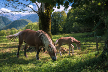 Mare and foal in the mountains meadow