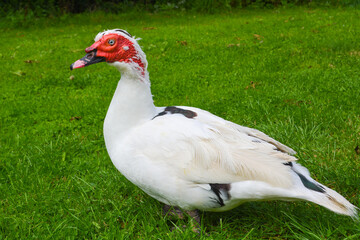 Close up of a beautiful white muscovy duck drake standing in a garden