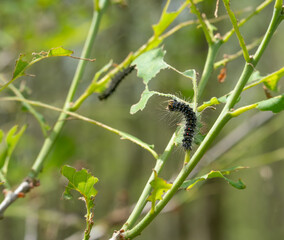 Gefräßige Raupen: Riesige Schwammspinner-Plage in Deutschland