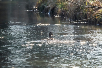 Mallard duck swims in the water of a river