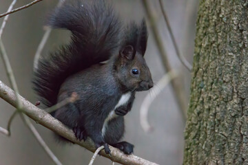European brown squirrel in winter coatl looking for nuts