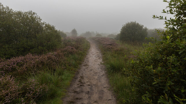 Trampelpfad im Hohen Venn im Nebel. 