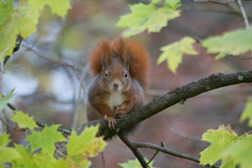 European brown squirrel in winter coat on a branch in the forest