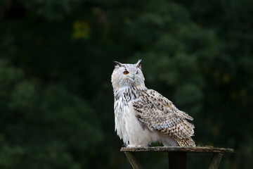 Snowy owl in flight with outstretched wings