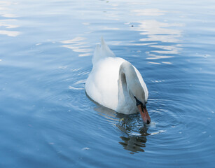 Cisne blanco nadando en un lago de d&iacute;a