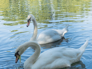 Cisnes blancos nadando en un lago de día