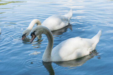 Cisnes blancos nadando en un lago de día