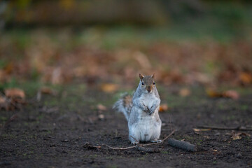 Small funny squirrel sitting on the ground in autumn park. Copy space
