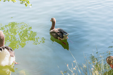 Patos nadando en un estanque