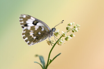 Butterfly Pontia edusa  on a summer day on a  field flower  early in the morning waiting for the first rays of the sun