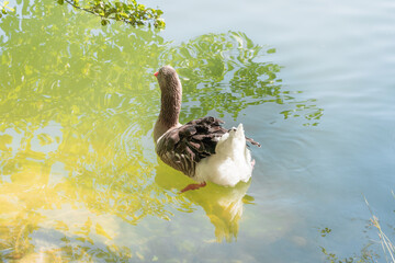 Patos nadando en un estanque