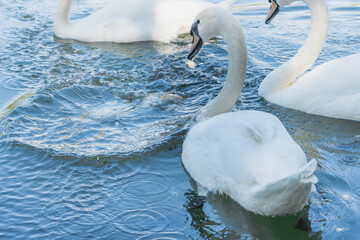 Cisnes blancos nadando en un lago de día