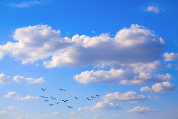 Flock of birds flying to the clouds 