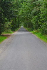 Straße durch einen grünen Wald